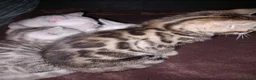 Bengal cats for sale: ✨Bengal Kittens Ready for Their Forever Homes✨ - Advert 27