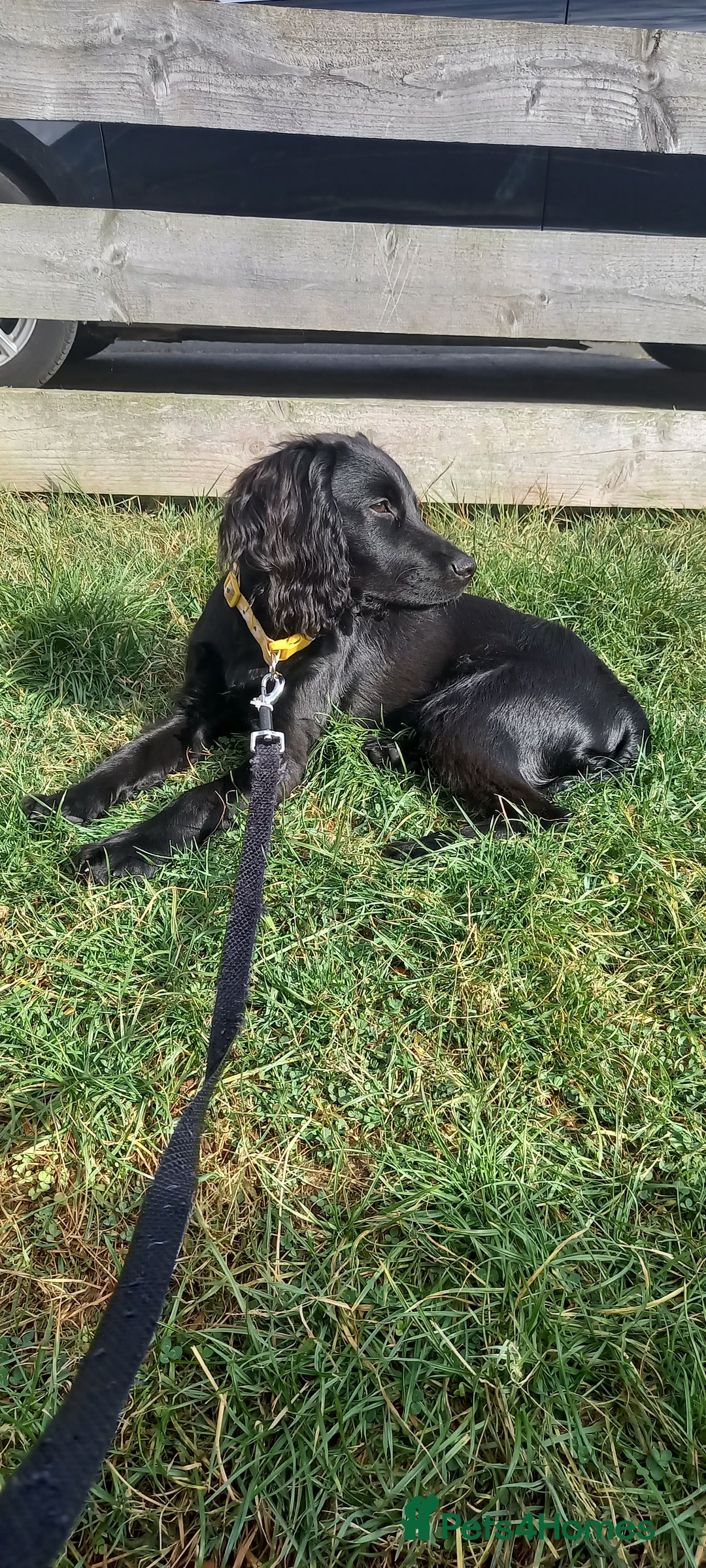 Cocker Spaniel dogs for sale: Working cocker spaniel puppy  - Image 3