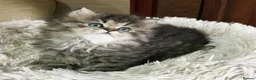 Persian cats for sale: Lovely persian kittens in Burton-on-Trent - Advert 6