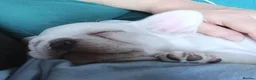 French Bulldog dogs for sale: Stunning French Bulldog puppies full pink husky in Spalding - Advert 22