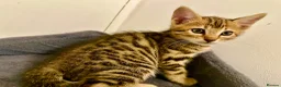 Bengal cats for sale: 1 gorgeous bengal boy kitten for sale  in London - Advert 24
