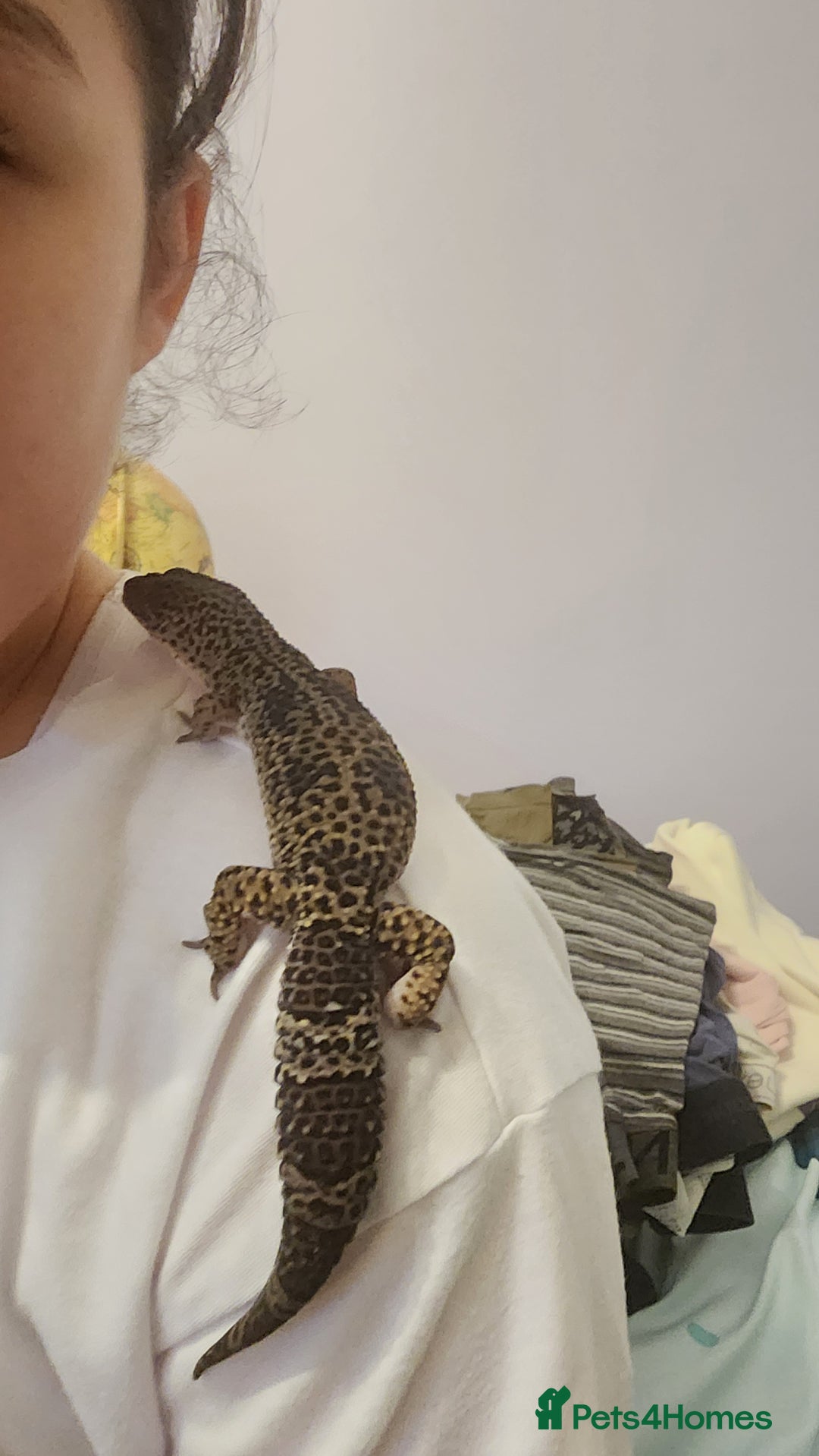 Leopard Gecko reptiles for sale: Handsome male Leopard Gecko. - Advert 2