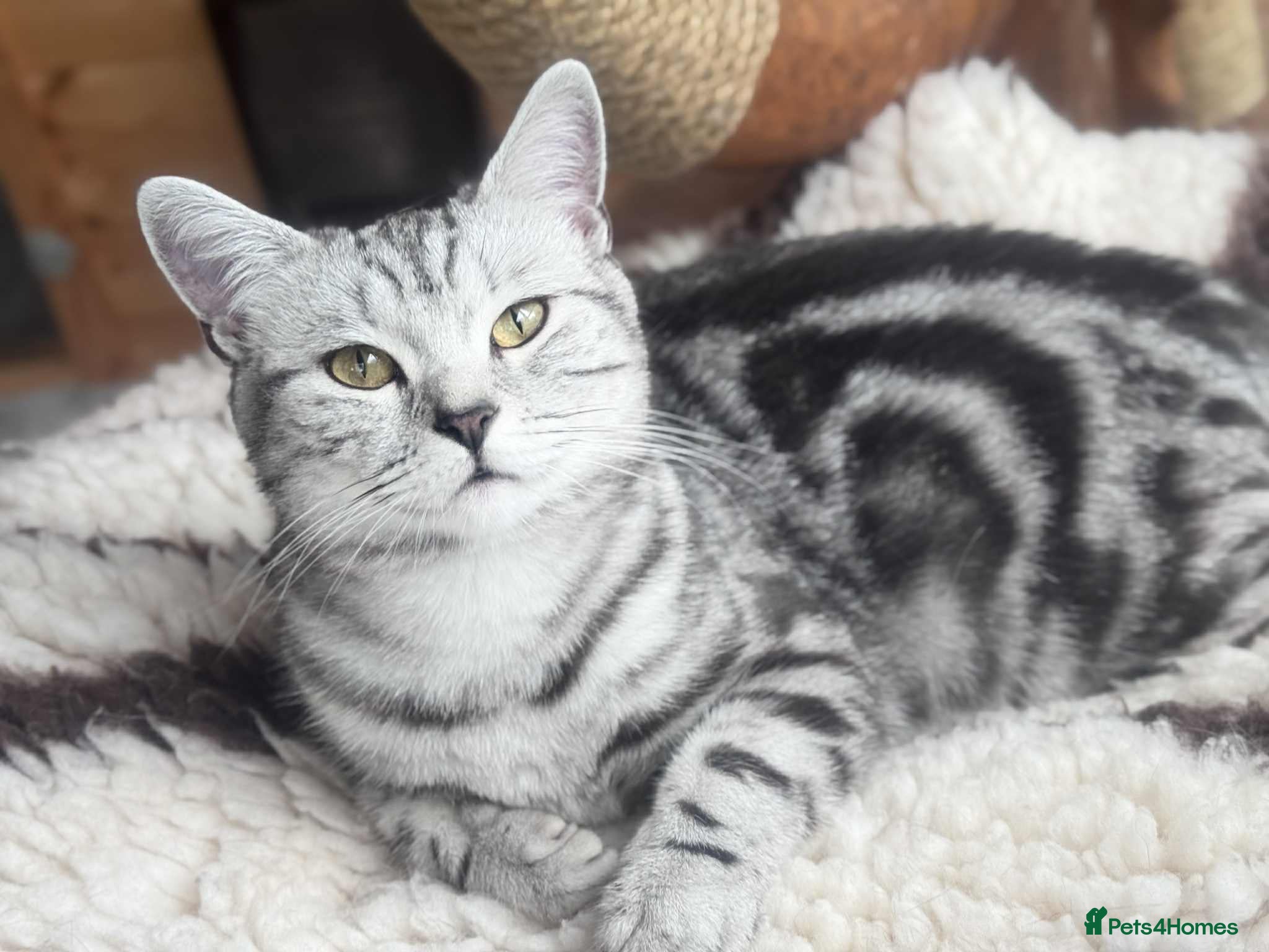 Brazilian Shorthair cats British shorthair  - Advert 1