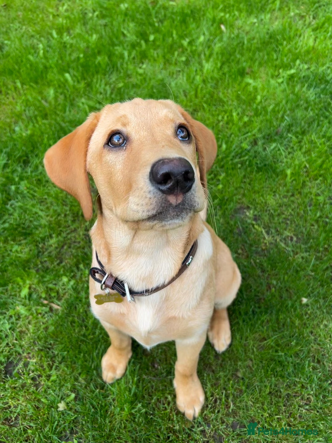 Labrador Retriever dogs for stud: Fox red labrador for stud  - Image 17