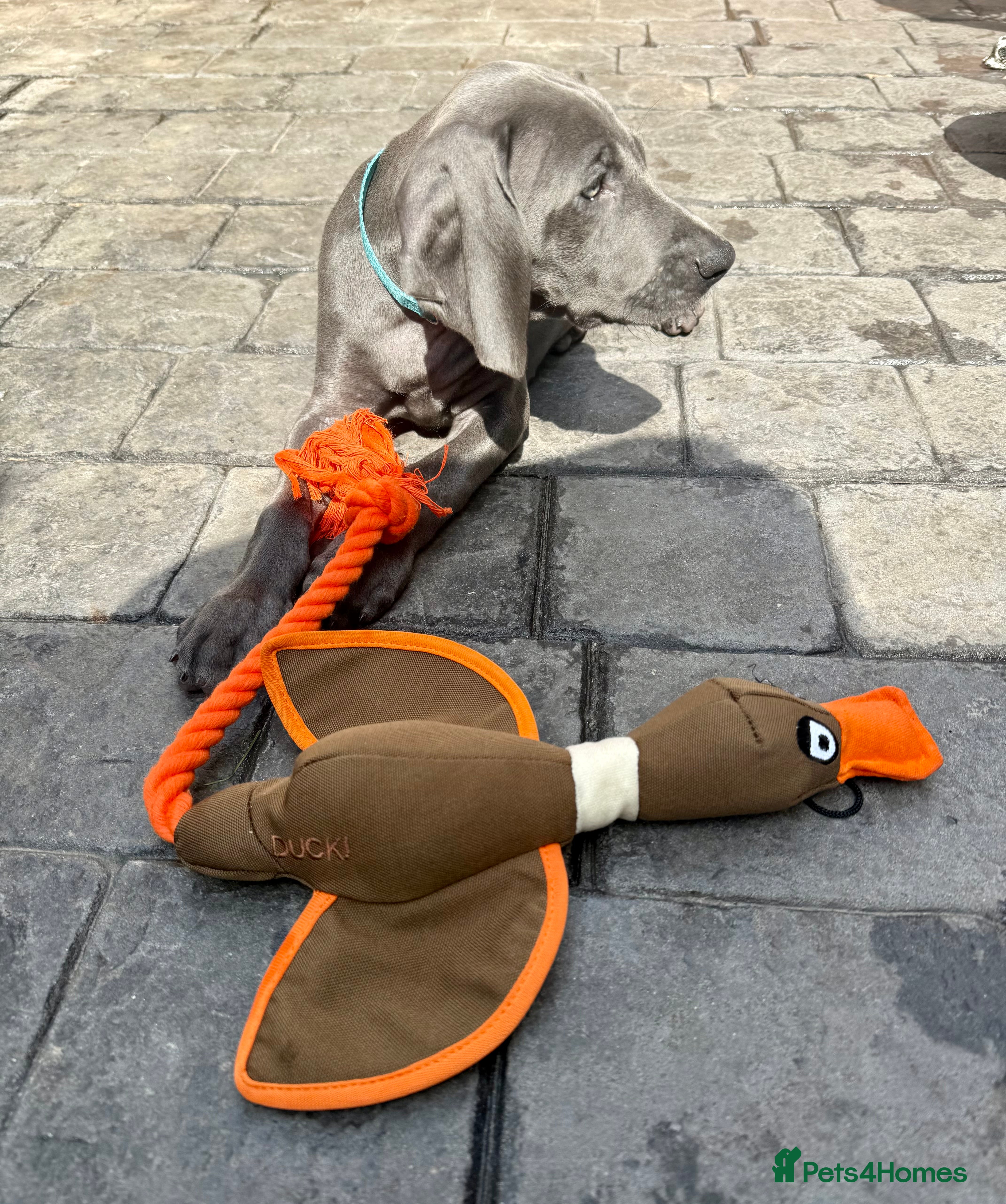 Weimaraner dogs KC Reg Weimaraner Puppies Silver & Blue - Advert 2