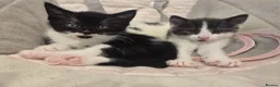 Mixed Breed cats for sale: 3 x female kittens in Hull - Advert 4