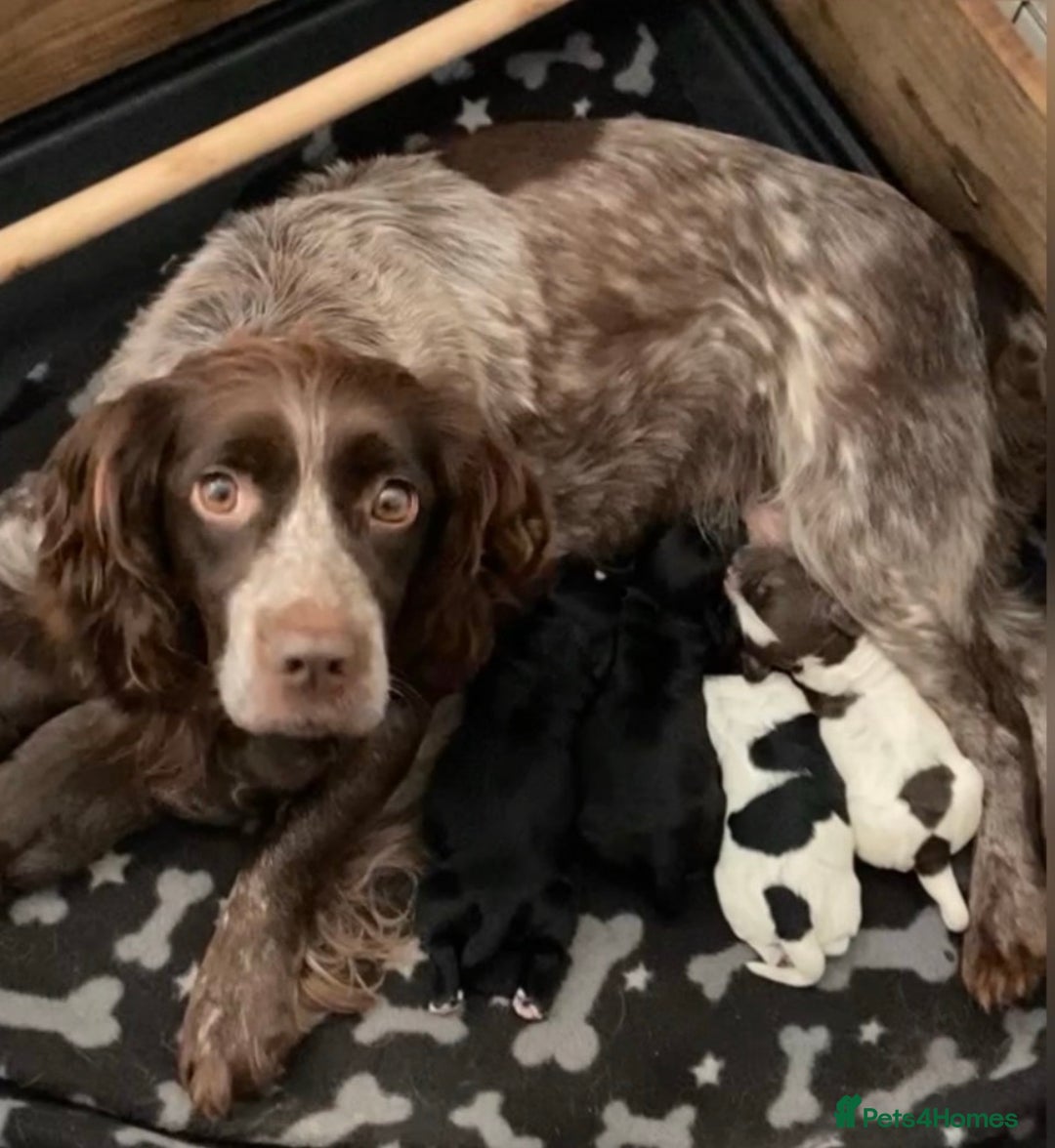 Cocker Spaniel dogs for sale: Working cocker female pup  - Image 6