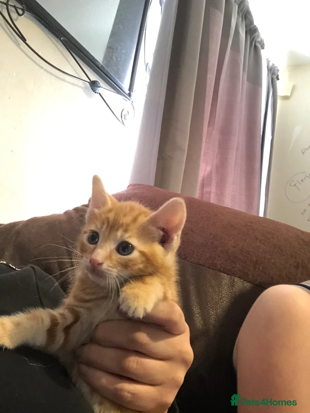 Domestic Shorthair cats for sale: Last female ginger kitten - Advert 1