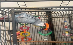 Parrots birds for sale: African grey parrot  - Image 5