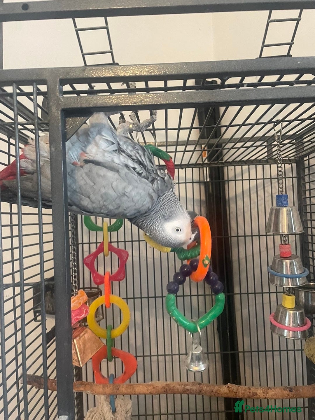 Parrots birds for sale: African grey parrot  - Image 5