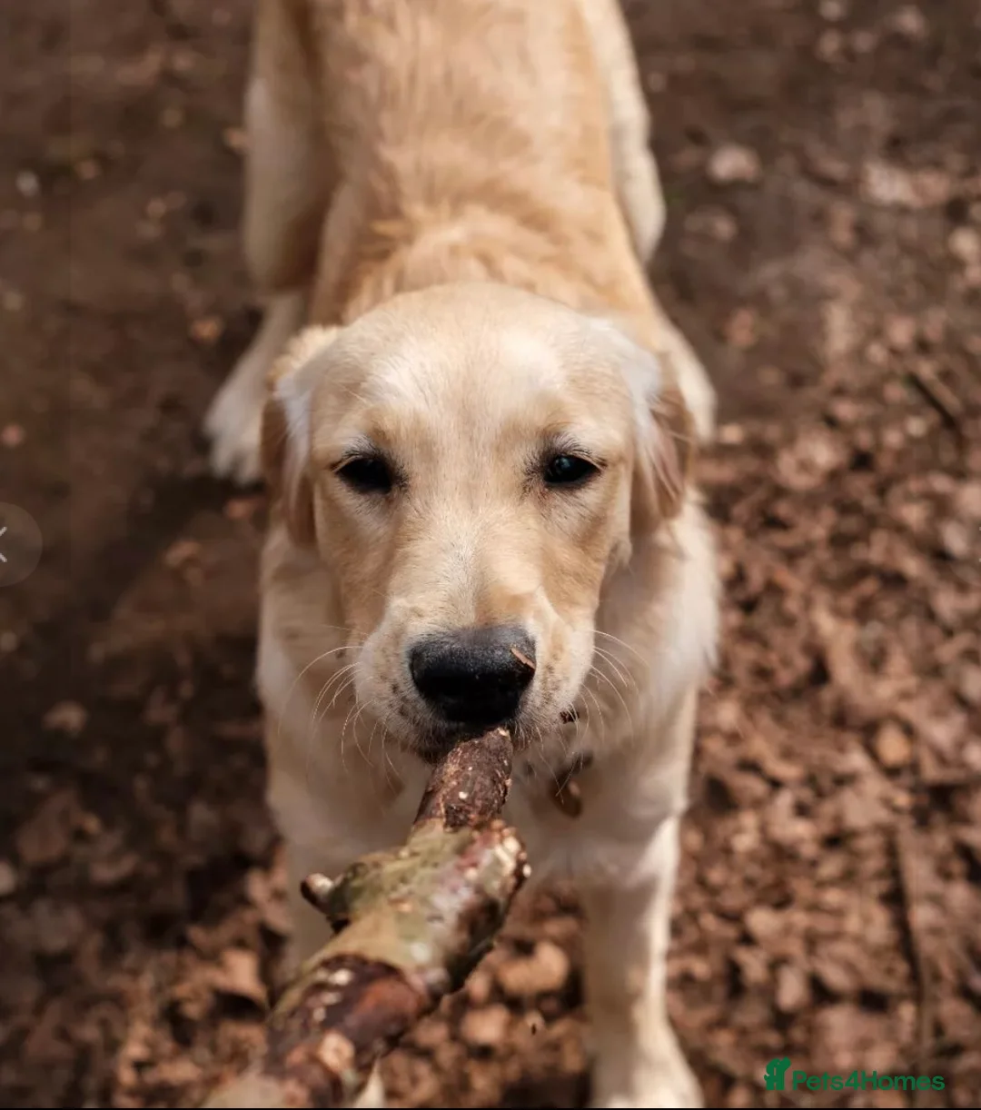 Golden Retriever dogs for stud: Proven Golden retriever - KC registered in Cardiff - Advert 11