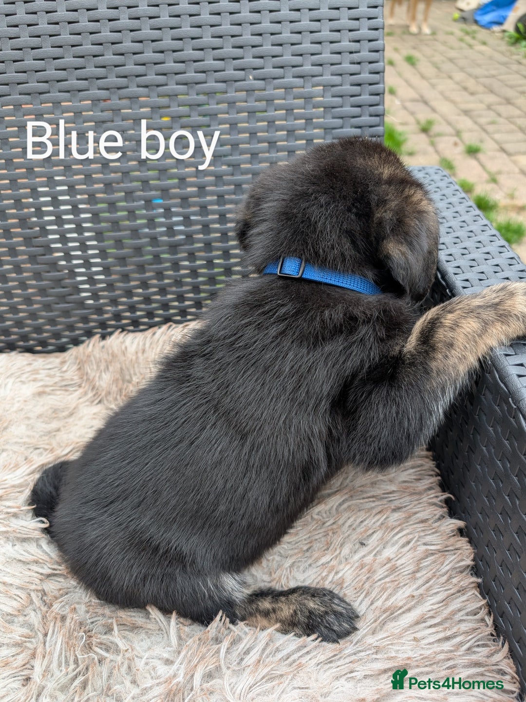 Mixed Breed dogs for sale: Golden Shepherd Puppies  - Image 16