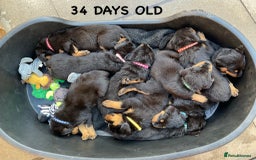 Rottweiler dogs for sale: Family bred and loved Rottweiller puppies - Image 31