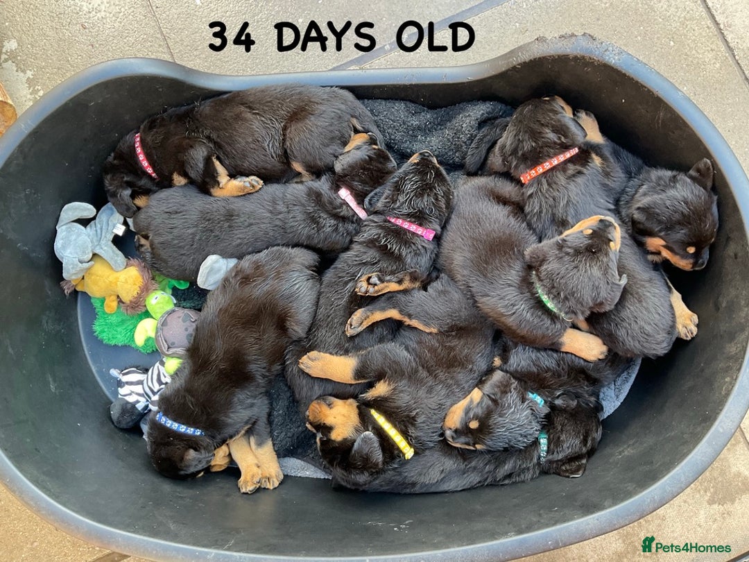 Rottweiler dogs for sale: Family bred and loved Rottweiller puppies - Image 31
