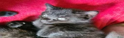 Mixed Breed cats for sale: Maine coon x Bengal  in Maybole - Advert 24
