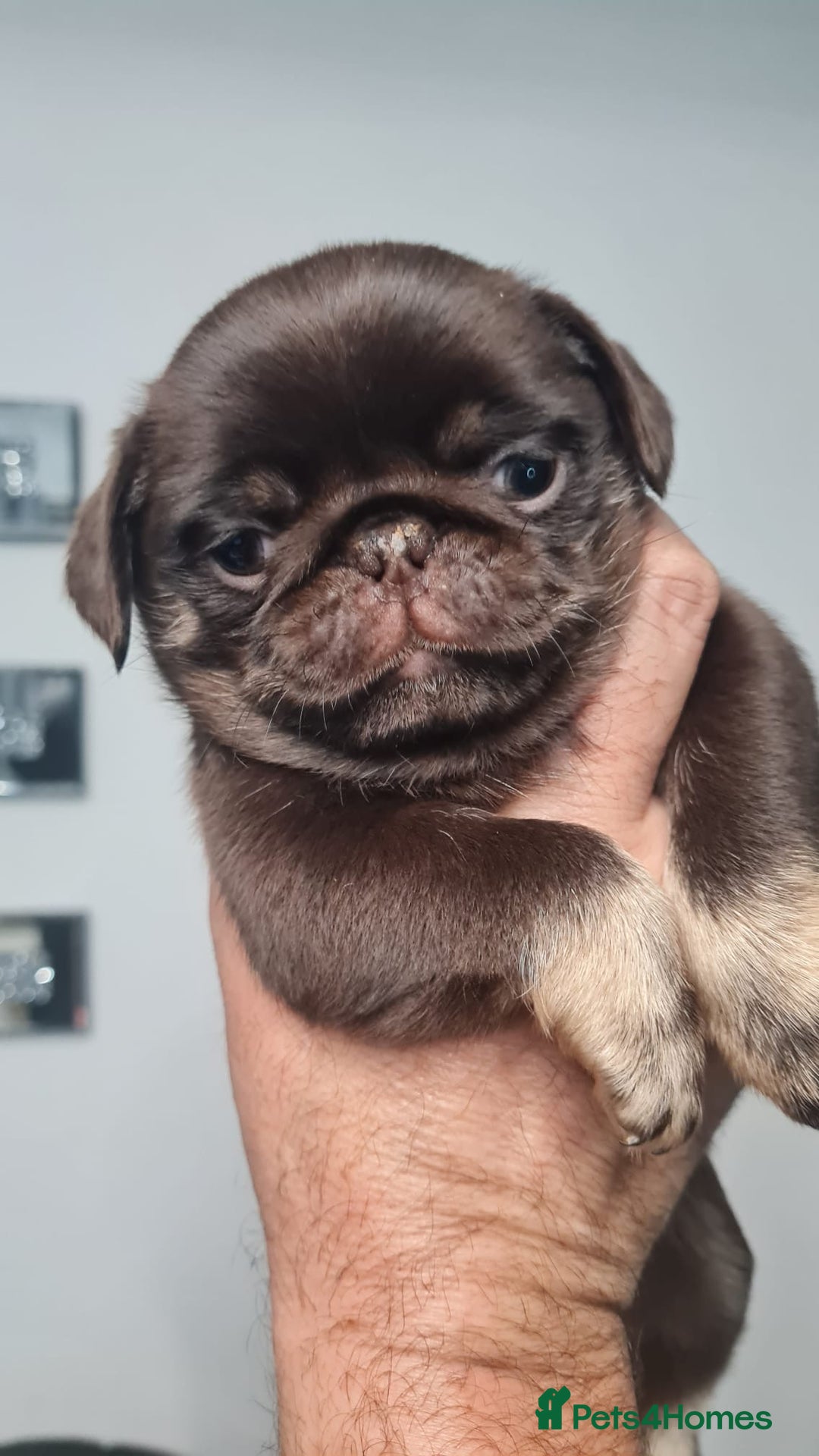 Pug dogs for sale: Pug 1 boy kc  - Advert 30