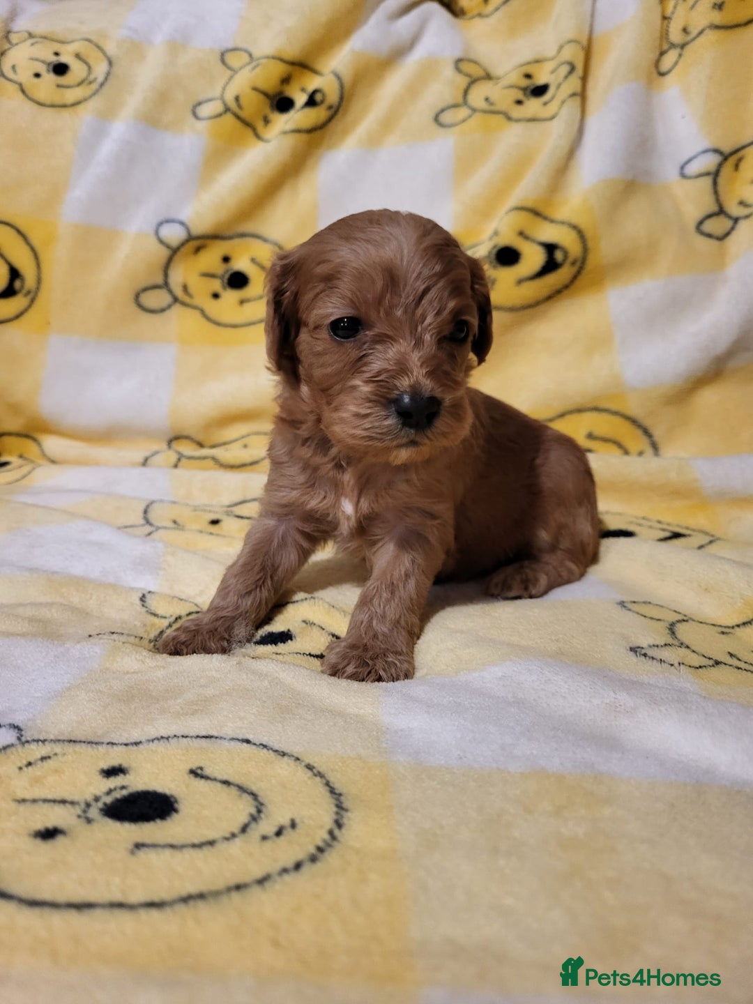 Cavapoo dogs for sale: Cavapoo - Advert 7