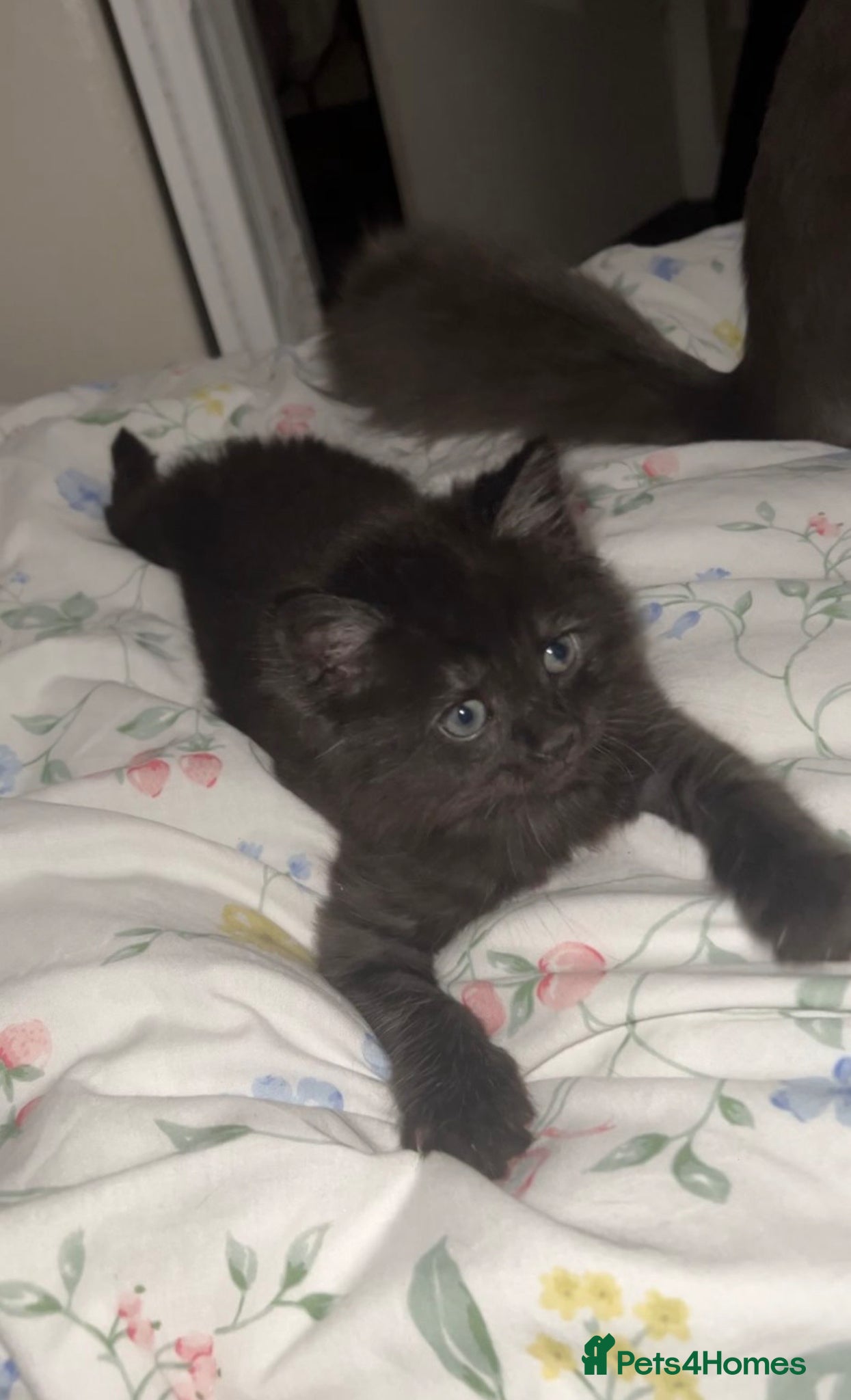 Mixed Breed cats 💎Persian X Maincoon X Nebelung💎 - Advert 2