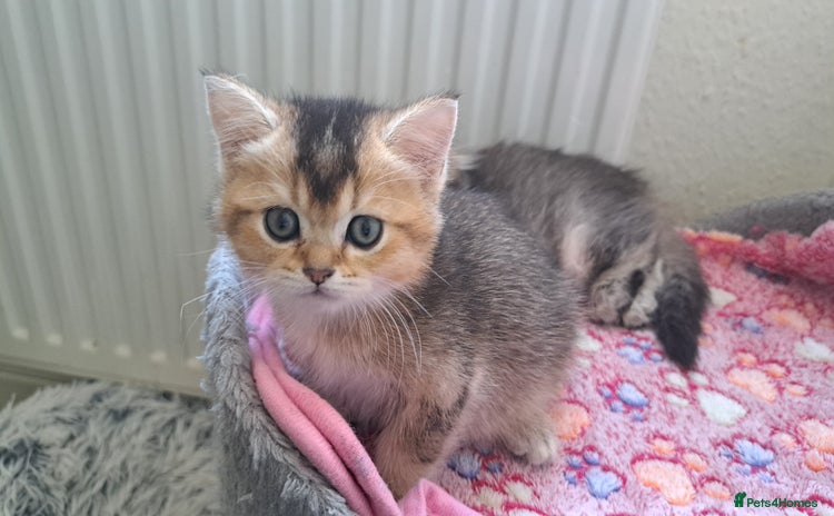 Scottish Fold cats in Burton-on-Trent - Advert 7