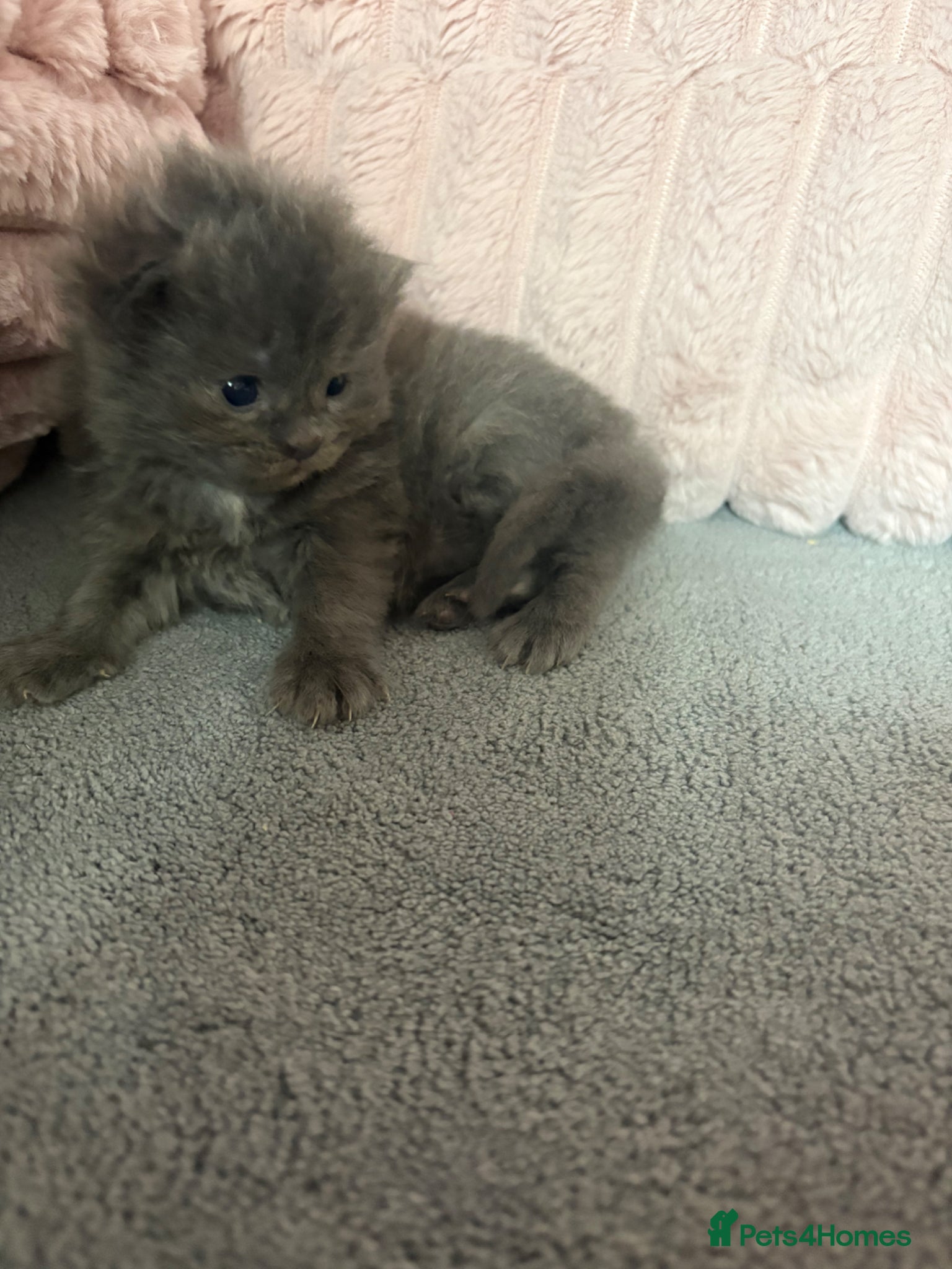 Mixed Breed cats for sale: Maine Coon cross Persian Kittens  - Advert 6