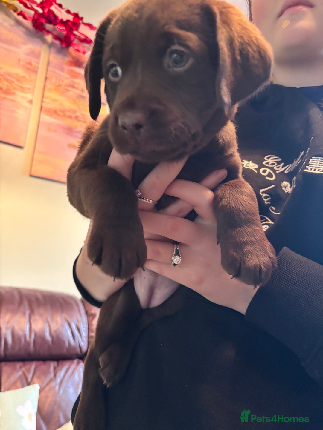 Labrador Retriever dogs for sale: Chocolate and Black Labrador Puppies - Advert 24