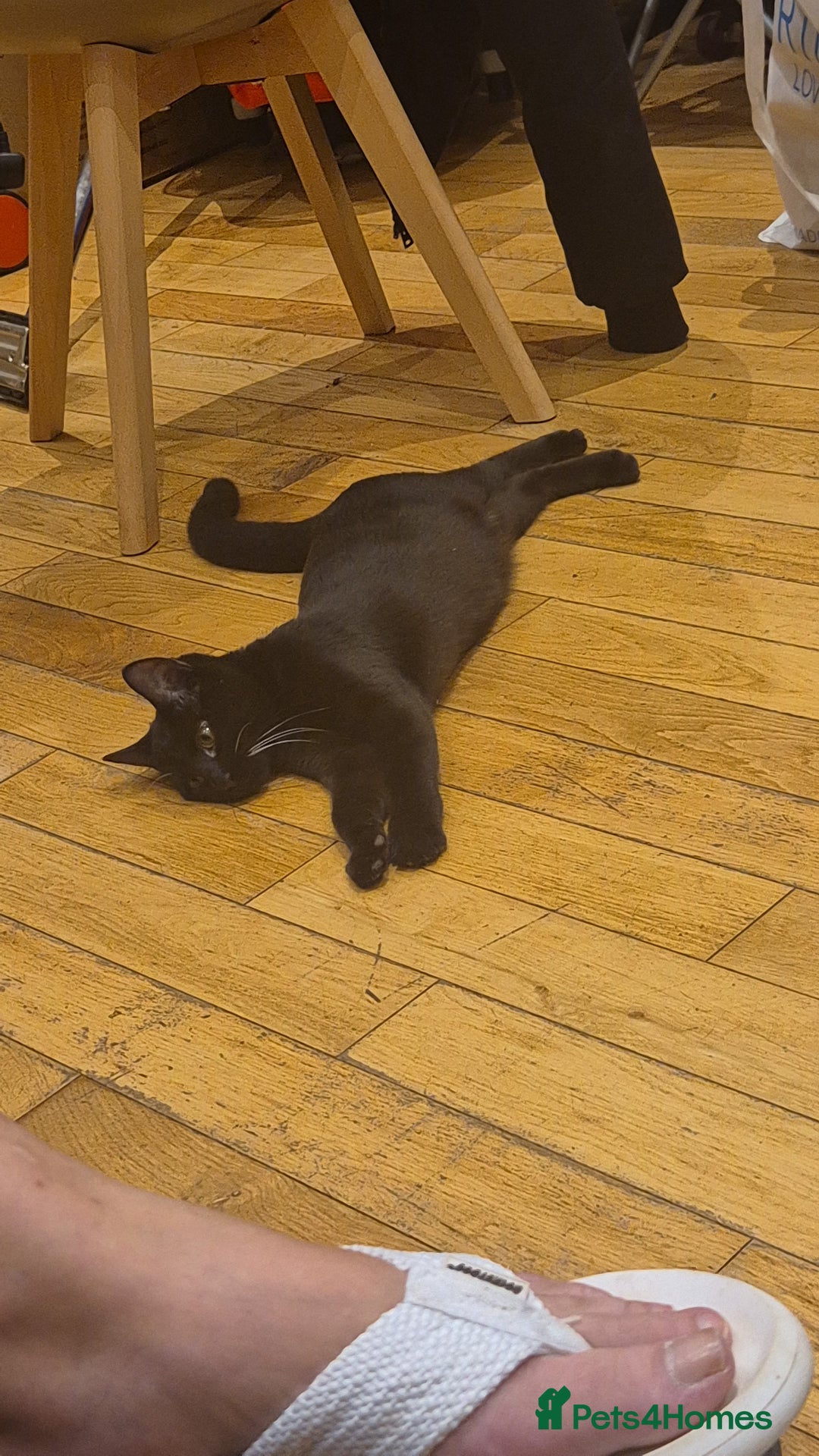 Domestic Shorthair cats for sale: Kitten to be rehomed with her things  - Advert 3