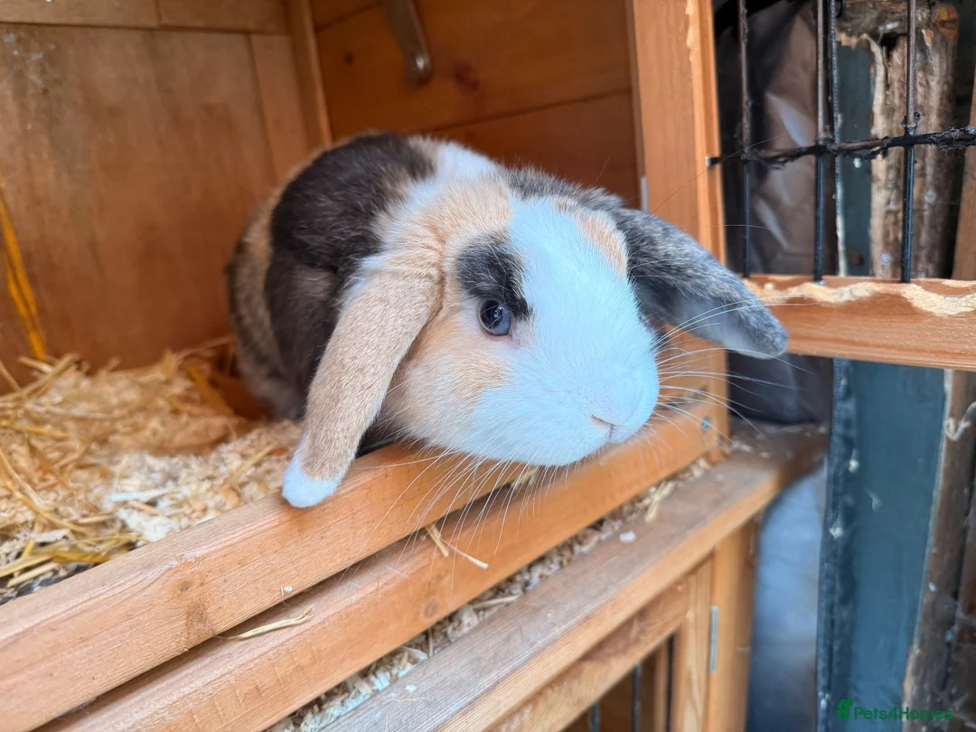Lionhead rabbits for sale: Lop eared rabbit & lion head rabbit in Saint Helens - Advert 2