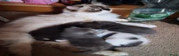 Ragdoll cats for sale: CUTE SOLID RAGDOLL KITTENS  - Advert 11