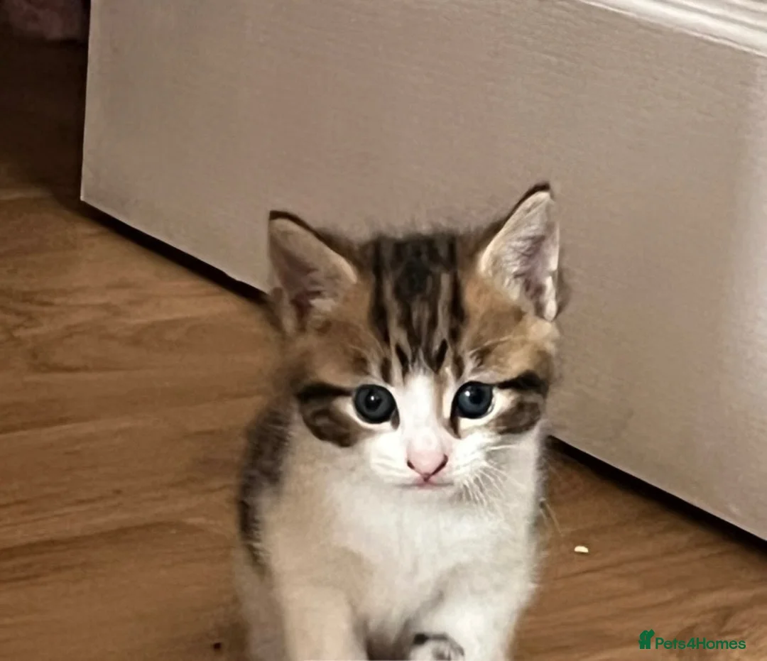 Mixed Breed cats for sale: Ragdoll crosses last two remaining  - Advert 5