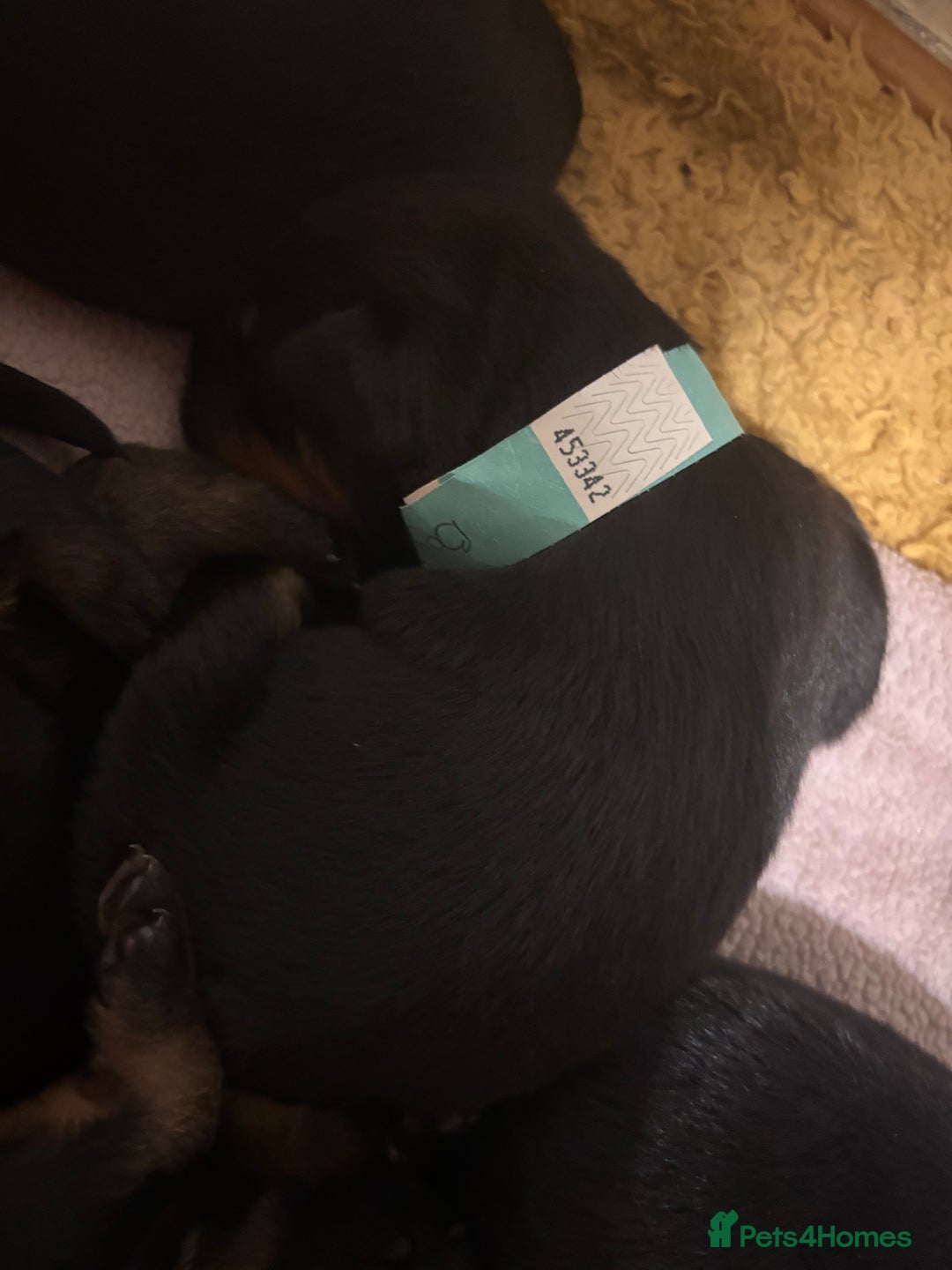 Rottweiler dogs for sale: *** Pedigree Rottweiler puppies*** - Advert 13