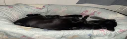 Staffordshire Bull Terrier dogs for sale: Staffie puppies  - Advert 11