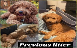 Cavapoo dogs for sale: Amazing Cavapoo's 🐶❤️ - Image 24