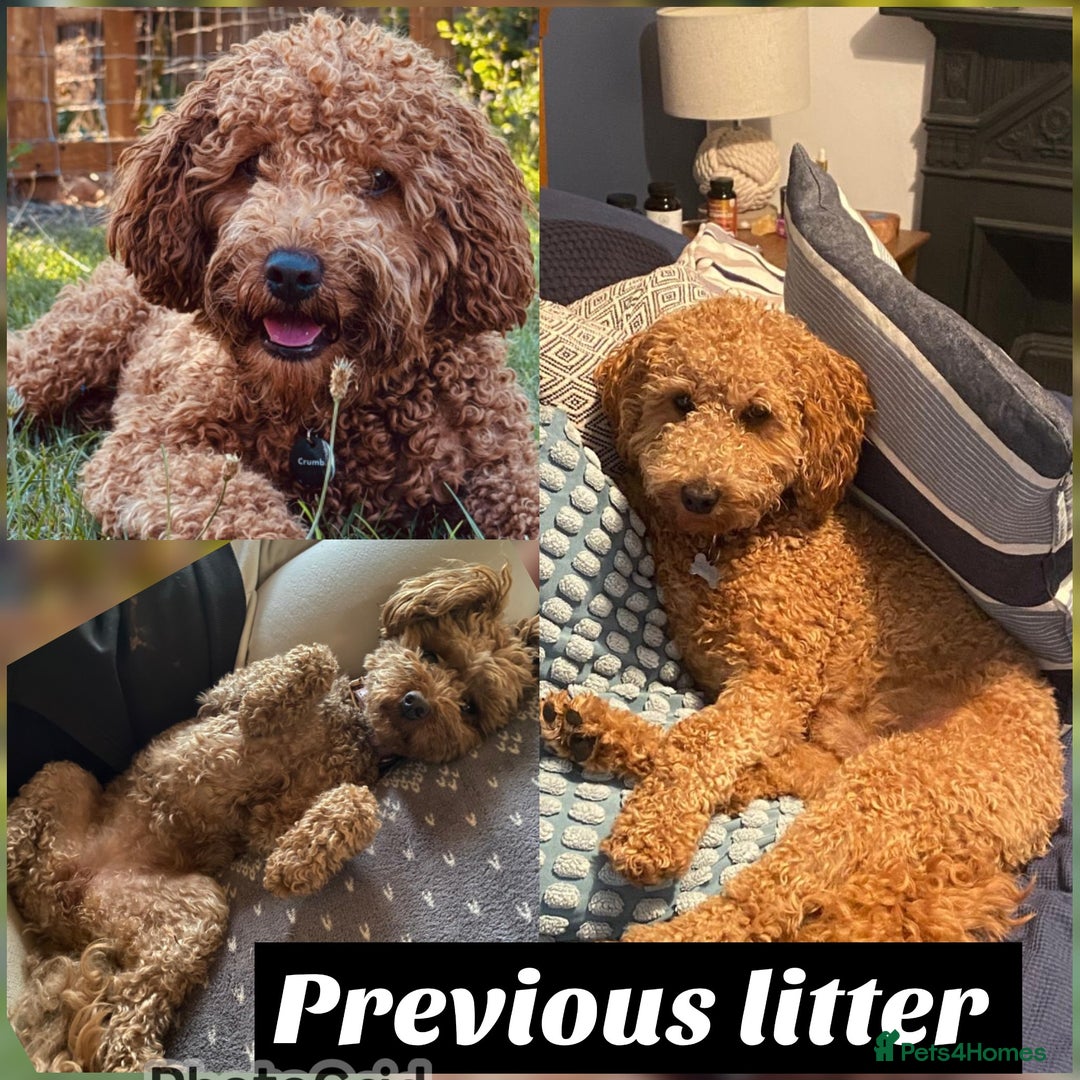 Cavapoo dogs for sale: Amazing Cavapoo's 🐶❤️ - Image 24