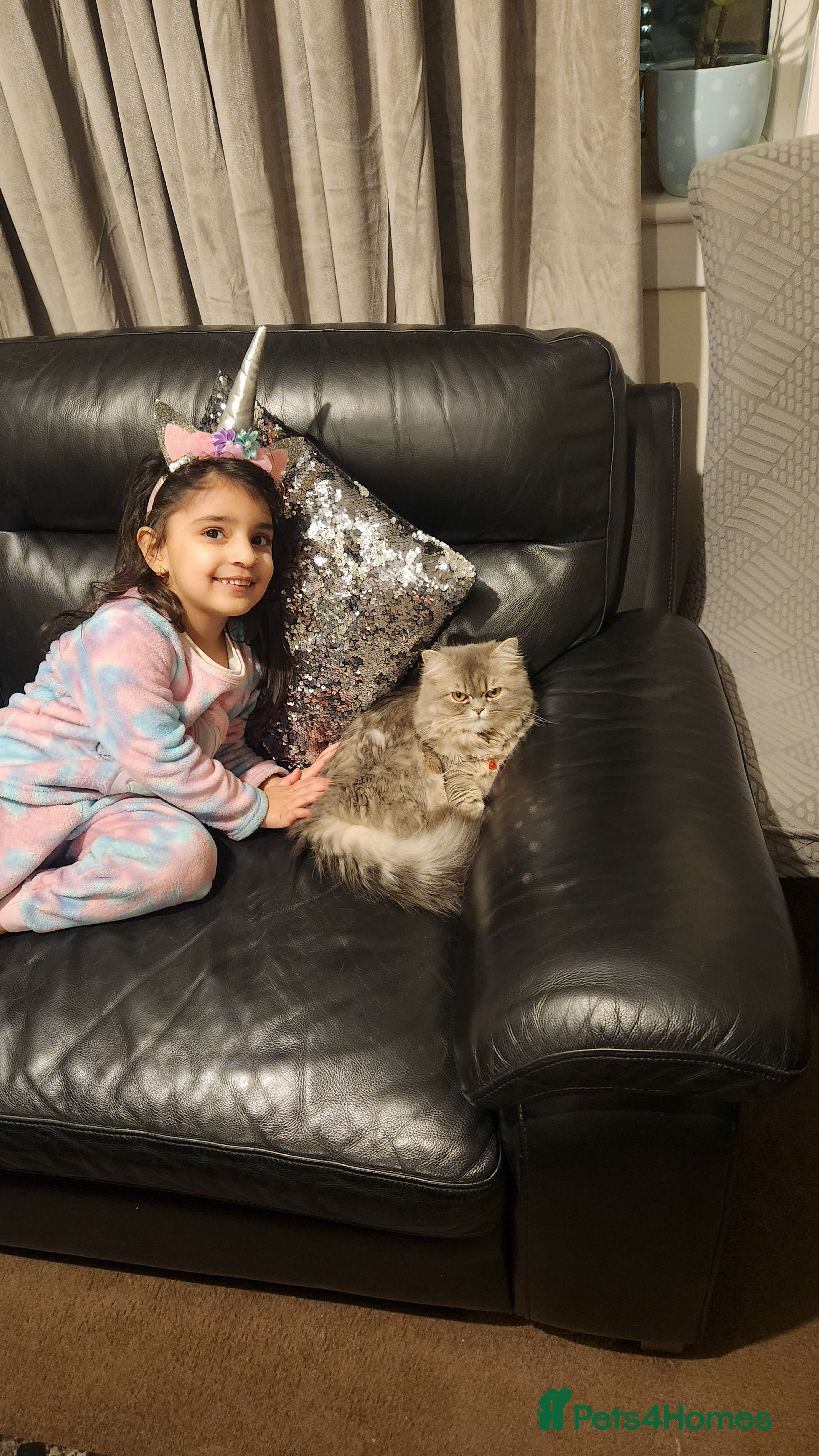 Ragdoll cats British Ragdoll Grey - Advert 1