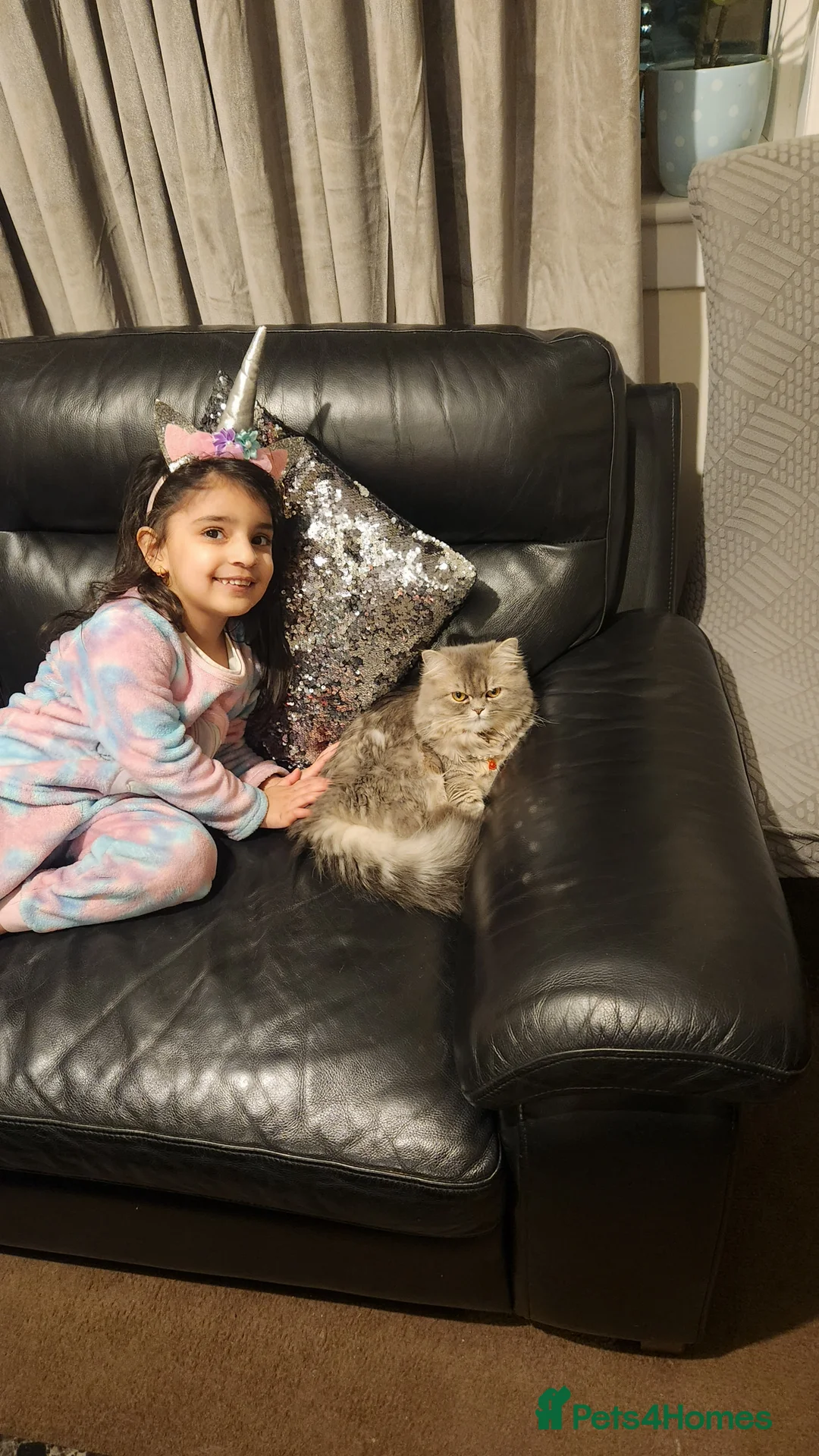 Ragdoll cats for sale: British Ragdoll Grey - Advert 1