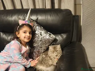 Ragdoll cats British Ragdoll Grey - Advert 3