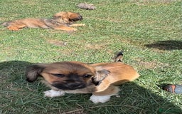 Mixed Breed dogs for sale: Beautiful Dachshund x Pekingese little girl - Image 5