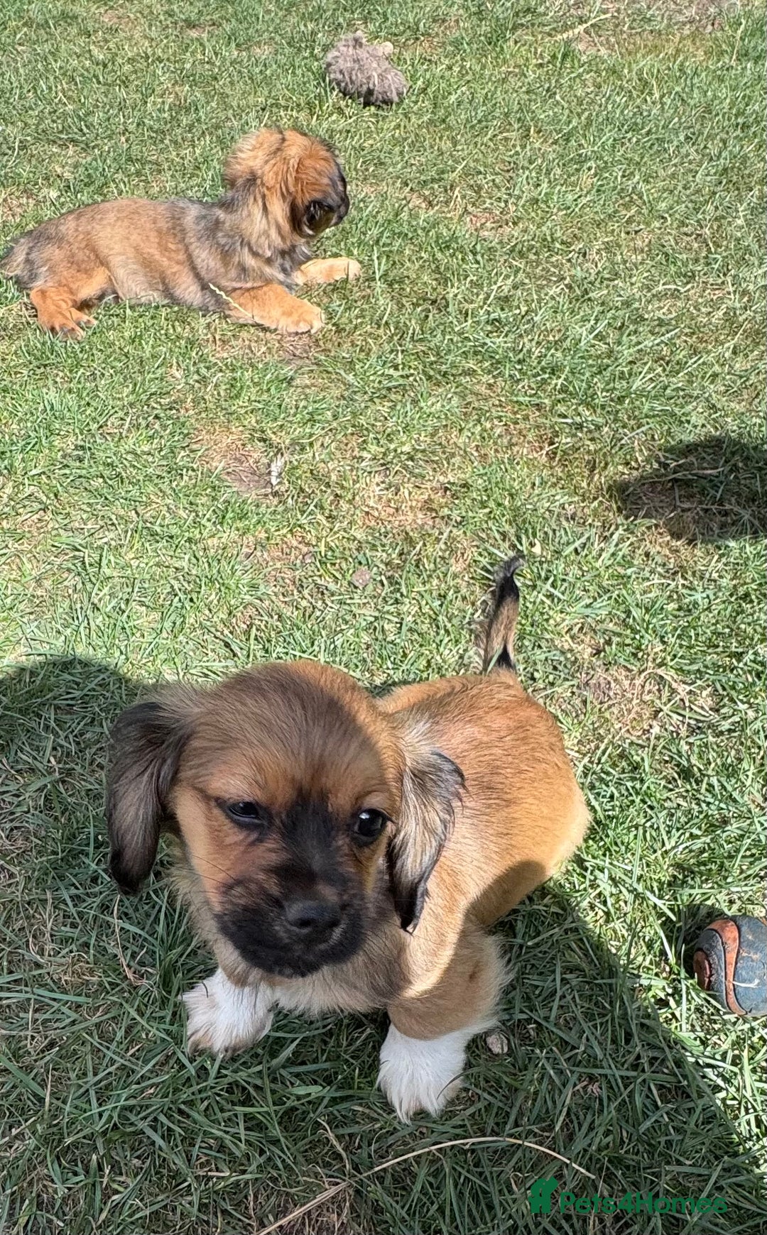 Mixed Breed dogs for sale: Beautiful Dachshund x Pekingese little girl - Image 5