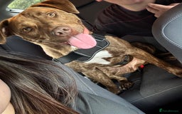 Mixed Breed dogs for sale: Beautiful loving girl  - Image 2
