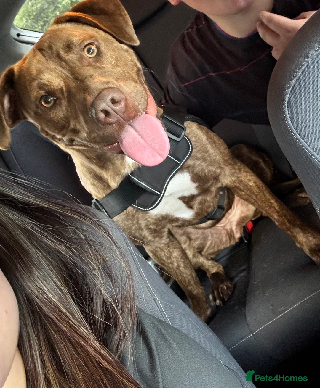 Mixed Breed dogs for sale: Beautiful loving girl  - Image 2