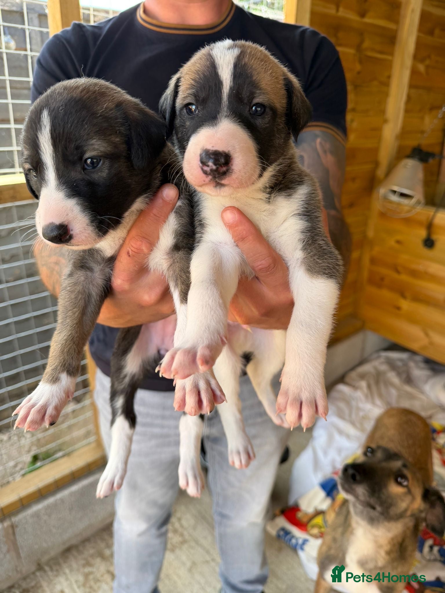 Lurcher dogs for sale: Lurcher puppies in Ludlow - Advert 3