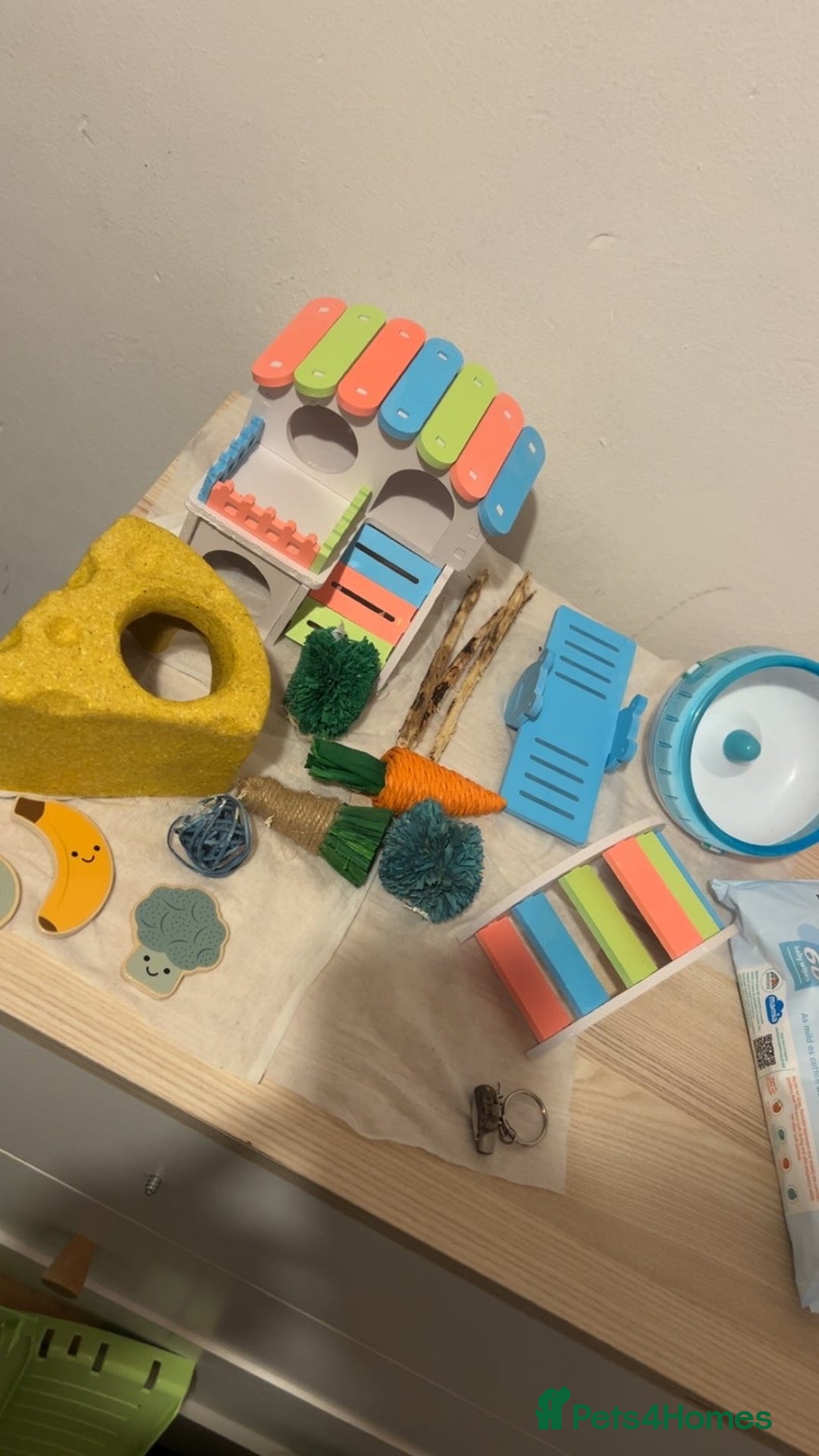 Hamster rodents for sale: 2 male gerbils - Image 3