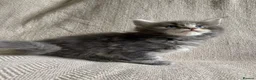 Maine Coon cats for sale: GCCF ACTIVE BLUE SMOKE TABBY MAINE COON BOY  - Advert 13