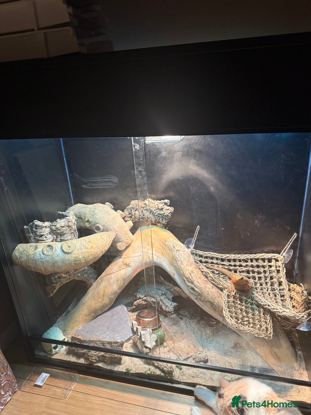 Bearded Dragon reptiles for sale: Bearded dragon & tank  - Advert 3