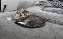 Persian cats for sale:  persian mix bangal - Image 7
