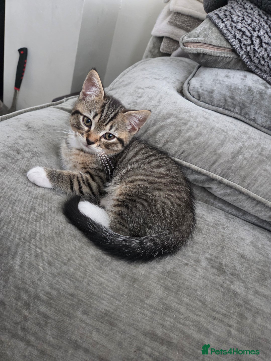 Persian cats for sale:  persian mix bangal - Image 7