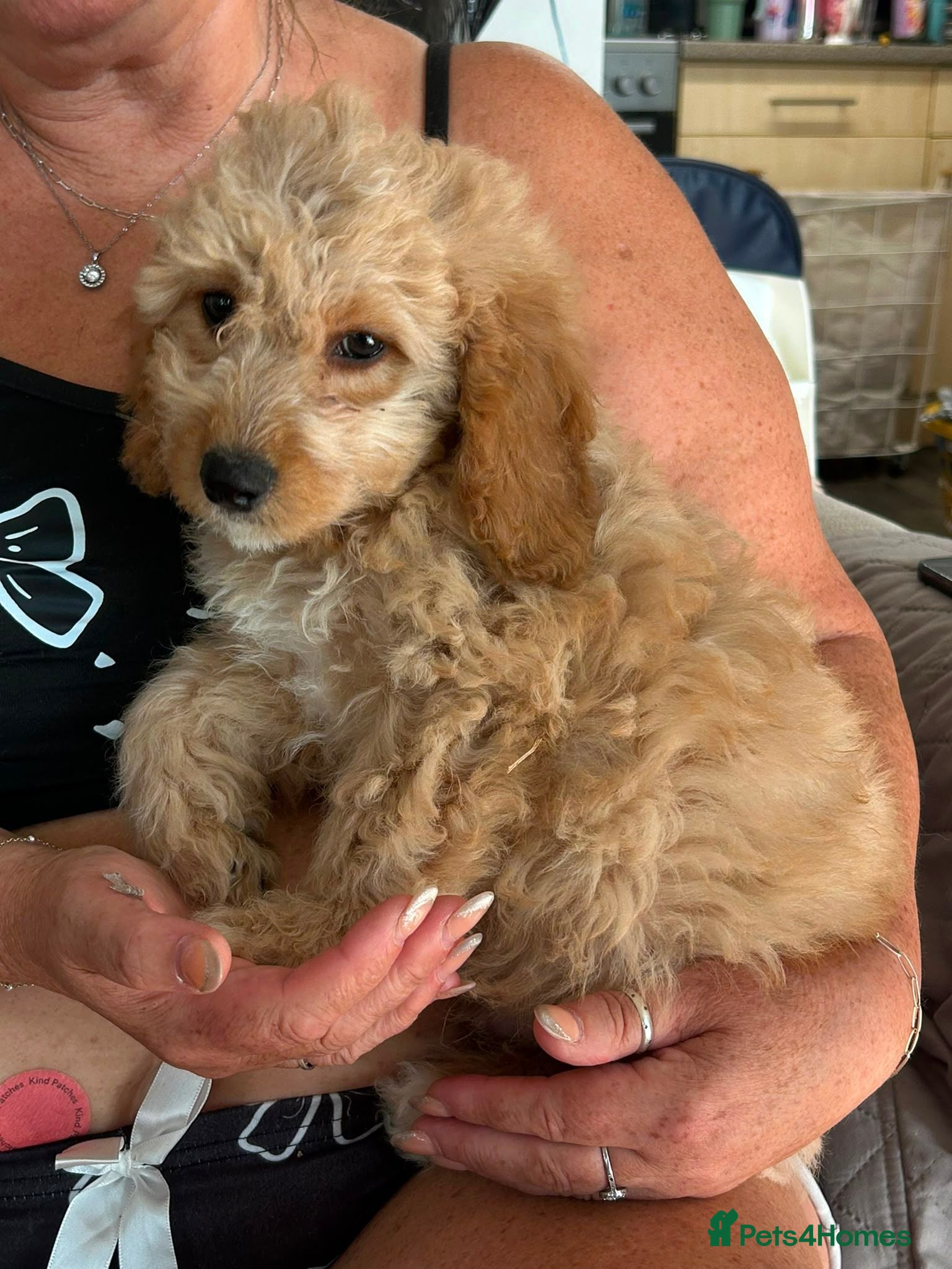 Cockapoo dogs Cockapoo f1b puppy - Advert 20