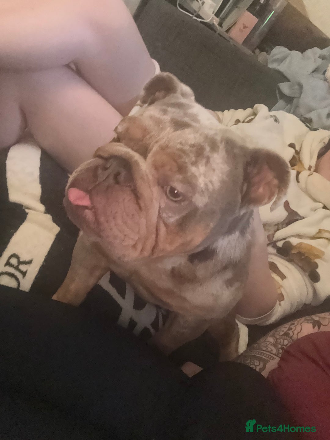 English Bulldog dogs for sale: Beautiful female English bulldog  - Advert 8