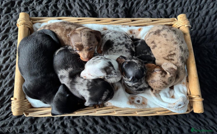 Dachshund dogs - Advert 8
