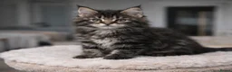 Maine Coon cats for sale: Maine Coon Litter - Advert 5
